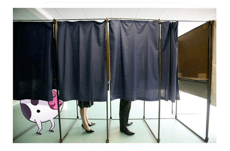 La vache au lait-gislatives